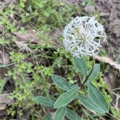 Pimelea treyvaudii (Grey Riceflower) at Tidbinbilla Nature Reserve - 3 Dec 2021 by JaneR