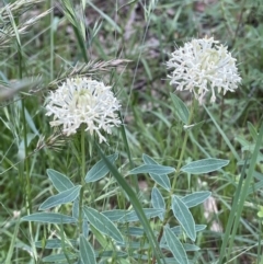 Pimelea treyvaudii at Paddys River, ACT - 3 Dec 2021 05:52 PM