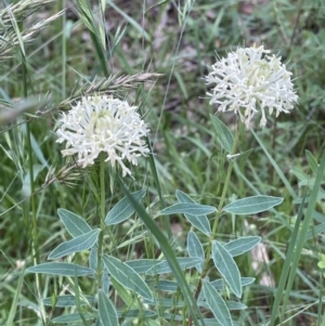 Pimelea treyvaudii at Paddys River, ACT - 3 Dec 2021 05:52 PM