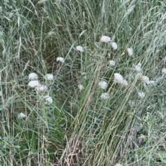 Pimelea treyvaudii at Paddys River, ACT - 3 Dec 2021