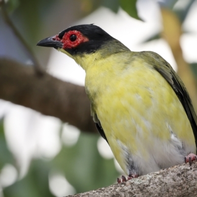 Sphecotheres vieilloti (Australasian Figbird) at Cairns City, QLD - 11 Aug 2023 by AlisonMilton