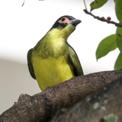 Sphecotheres vieilloti at Cairns City, QLD - 12 Aug 2023 09:36 AM