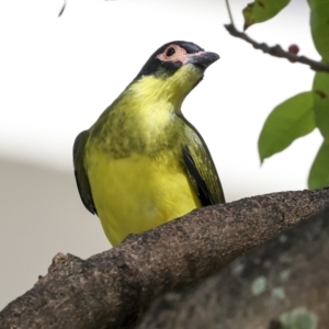 Sphecotheres vieilloti at Cairns City, QLD - 12 Aug 2023 09:36 AM