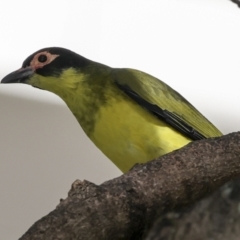 Sphecotheres vieilloti at Cairns City, QLD - 12 Aug 2023 09:36 AM