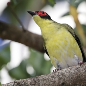 Sphecotheres vieilloti at Cairns City, QLD - 12 Aug 2023 09:36 AM