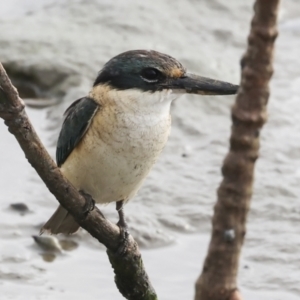 Todiramphus sanctus at Cairns City, QLD - 12 Aug 2023 09:06 AM