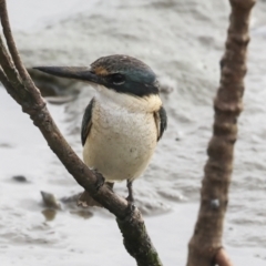 Todiramphus sanctus at Cairns City, QLD - 12 Aug 2023 09:06 AM