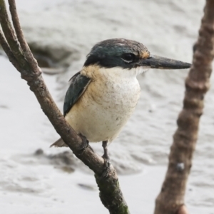 Todiramphus sanctus at Cairns City, QLD - 12 Aug 2023