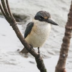 Todiramphus sanctus at Cairns City, QLD - 12 Aug 2023 09:06 AM