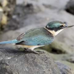 Todiramphus sanctus (Sacred Kingfisher) at Cairns City, QLD - 12 Aug 2023 by AlisonMilton