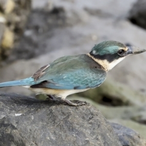 Todiramphus sanctus at Cairns City, QLD - 12 Aug 2023