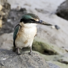 Todiramphus sanctus at Cairns City, QLD - 12 Aug 2023