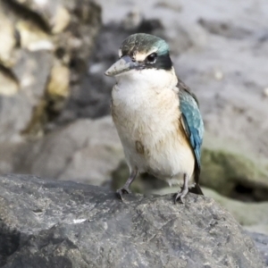 Todiramphus sanctus at Cairns City, QLD - 12 Aug 2023