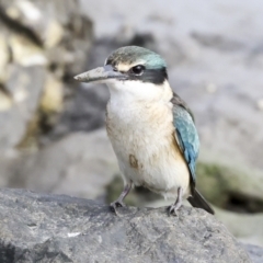 Todiramphus sanctus at Cairns City, QLD - 12 Aug 2023