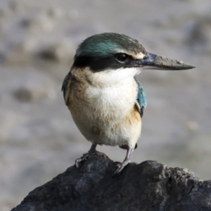 Todiramphus sanctus at Cairns City, QLD - 12 Aug 2023