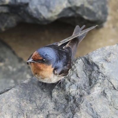 Hirundo neoxena (Welcome Swallow) at Cairns City, QLD - 11 Aug 2023 by AlisonMilton