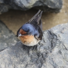 Hirundo neoxena at Cairns City, QLD - 12 Aug 2023 08:42 AM