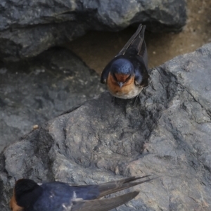 Hirundo neoxena at Cairns City, QLD - 12 Aug 2023 08:42 AM