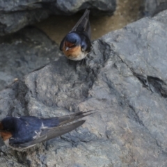 Hirundo neoxena at Cairns City, QLD - 12 Aug 2023 08:42 AM