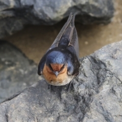 Hirundo neoxena at Cairns City, QLD - 12 Aug 2023