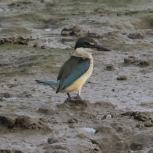 Todiramphus sanctus at Cairns City, QLD - 12 Aug 2023