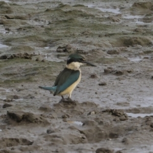 Todiramphus sanctus at Cairns City, QLD - 12 Aug 2023