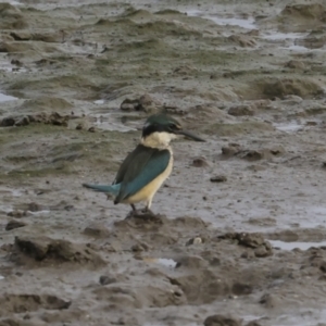 Todiramphus sanctus at Cairns City, QLD - 12 Aug 2023 08:41 AM