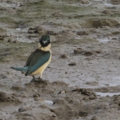 Todiramphus sanctus at Cairns City, QLD - 12 Aug 2023 08:41 AM