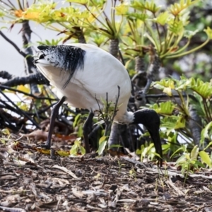 Threskiornis molucca at Cairns North, QLD - 12 Aug 2023 07:15 AM