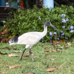 Threskiornis molucca at Cairns North, QLD - 12 Aug 2023 07:15 AM