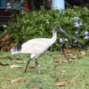 Threskiornis molucca at Cairns North, QLD - 12 Aug 2023