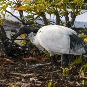 Threskiornis molucca at Cairns North, QLD - 12 Aug 2023