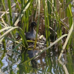 Tachybaptus novaehollandiae at Coombs, ACT - 13 Sep 2023