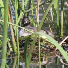 Tachybaptus novaehollandiae at Coombs, ACT - 13 Sep 2023