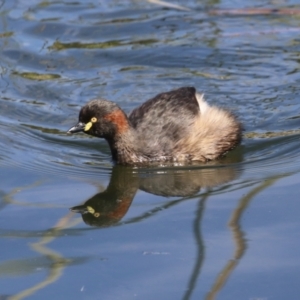 Tachybaptus novaehollandiae at Coombs, ACT - 13 Sep 2023