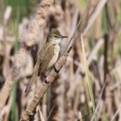 Acrocephalus australis (Australian Reed-Warbler) at Coombs Ponds - 13 Sep 2023 by RodDeb