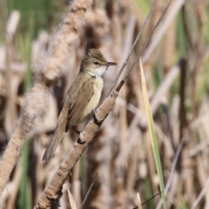 Acrocephalus australis at Coombs, ACT - 13 Sep 2023 12:34 PM