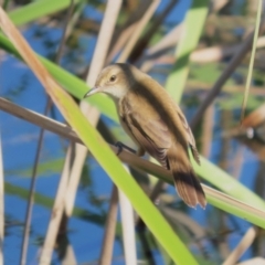 Acrocephalus australis at Coombs, ACT - 13 Sep 2023 12:34 PM