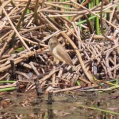 Acrocephalus australis at Coombs, ACT - 13 Sep 2023