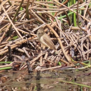 Acrocephalus australis at Coombs, ACT - 13 Sep 2023