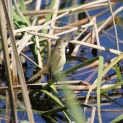 Acrocephalus australis at Coombs, ACT - 13 Sep 2023 12:34 PM