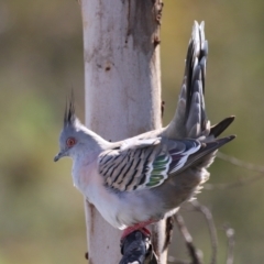 Ocyphaps lophotes (Crested Pigeon) at Coombs, ACT - 13 Sep 2023 by RodDeb