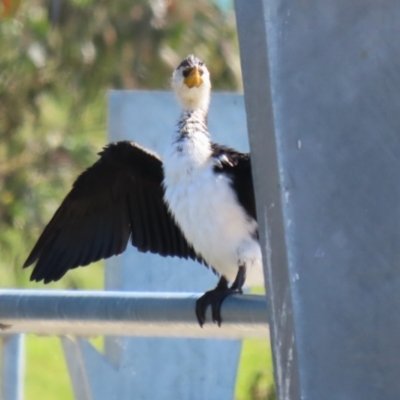 Microcarbo melanoleucos (Little Pied Cormorant) at Coombs, ACT - 13 Sep 2023 by RodDeb