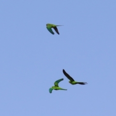 Polytelis swainsonii (Superb Parrot) at Coombs Ponds - 13 Sep 2023 by RodDeb