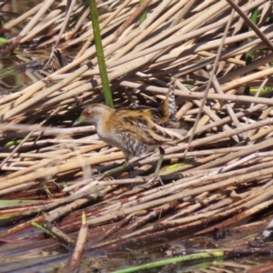 Zapornia pusilla at Coombs, ACT - 13 Sep 2023 11:40 AM