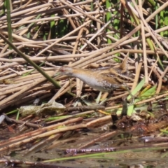 Zapornia pusilla at Coombs, ACT - 13 Sep 2023 11:40 AM