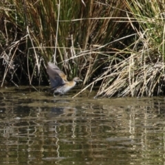 Zapornia pusilla at Coombs, ACT - 13 Sep 2023