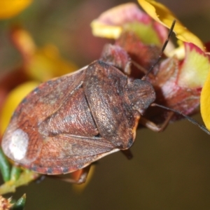 Dictyotus caenosus at Aranda, ACT - 13 Sep 2023