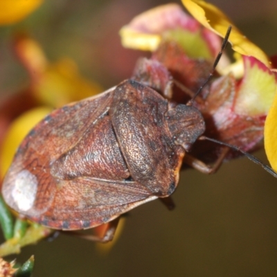 Dictyotus caenosus (Brown Shield Bug) at Point 66 - 13 Sep 2023 by Harrisi