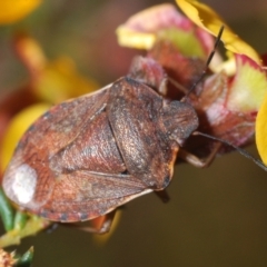 Dictyotus caenosus (Brown Shield Bug) at Aranda, ACT - 13 Sep 2023 by Harrisi